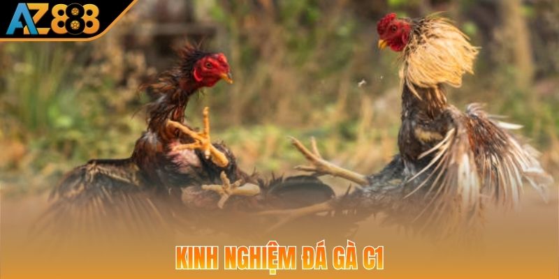 Người chơi nắm kinh nghiệm chọi kê để tăng cơ hội dự đoán đúng